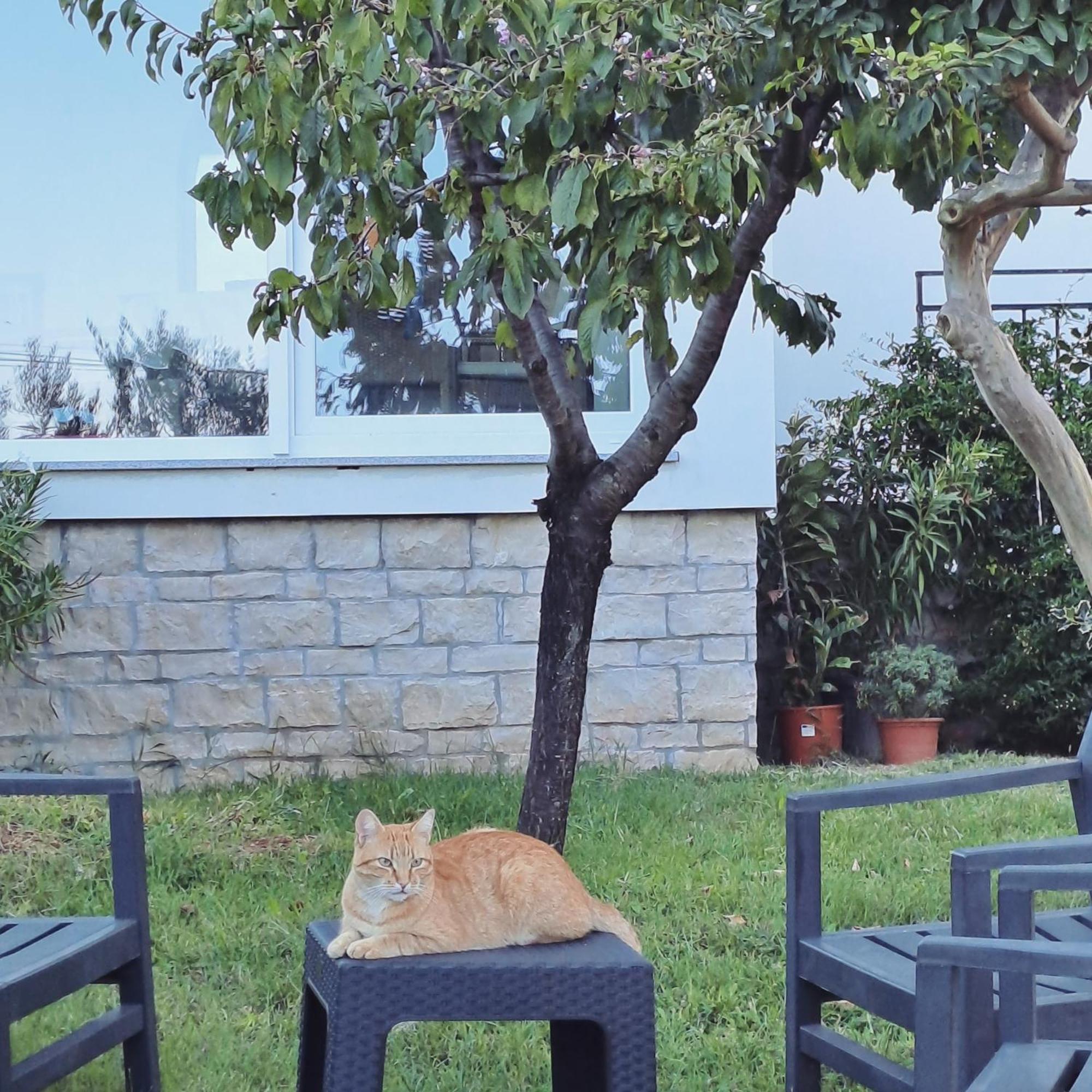 New Apartment Vivano Val With Amazing View Zambratija  Dış mekan fotoğraf